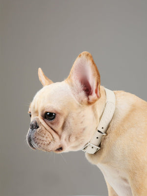 Andersen Calfskin Pet Collar - ThoseDogParents