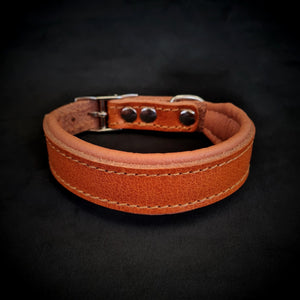 Clean Puppy Collar - ThoseDogParents