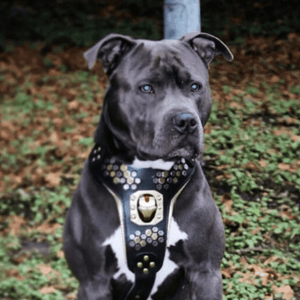 Irondog Harness - ThoseDogParents