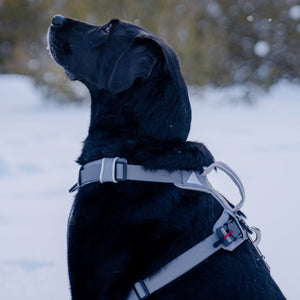 Magnetic Dog Harness - ThoseDogParents