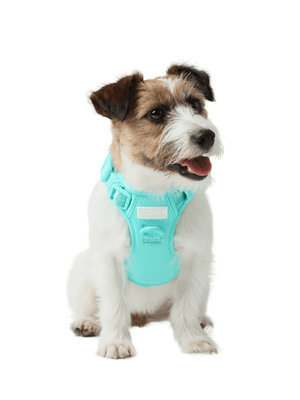 NO PULL ACTIVE PET HARNESS - MINT GREEN - ThoseDogParents