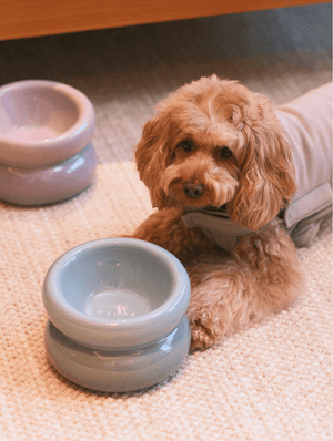 Soufflé Pet Bowl - Frozen Blue - ThoseDogParents